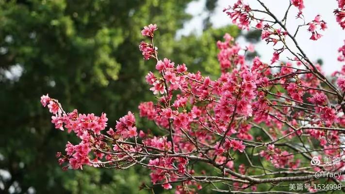 绕花岂昔日千回层层围珠璣,团团锦绣蔟胜似闲庭信步居安思危堪并桃李